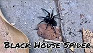 Black House Spider / Badumna / Family Desidae (Australia 2021)