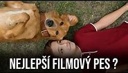 7 Nejlepších filmů o psech