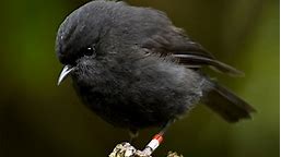 The extraordinary survival story of the black robin