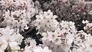 Tokyo Cherry Blossoms Reach Peak