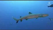 4K Sharks in Coral Sea wallpaper 50 mins