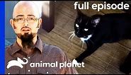 Feral Foster Cat Adjusts To Domestic Life | My Cat From Hell (Full Episode)