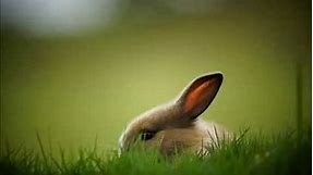 Cute Bunnies rabbit Wallpaper Images