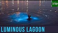 Luminous Lagoon Jamaica. Glowing Water Experience. Glistening Waters. Jamaica Video Guide