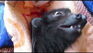 Adorable Baby Bat Tries Fruit Treat for First Time