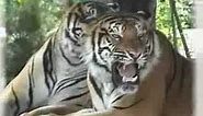 get angry tiger
