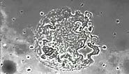 Megakaryocyte and platelet formation