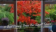 10 Best Dwarf Trees For Small Space 🌳🌲