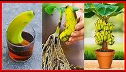 How to Grow Banana Tree From Banana 🍌🍌🍌 New gardening method