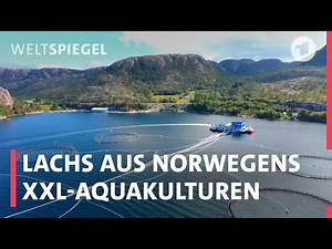 Das krasse Geschäft mit dem Lachs