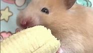 Hamster Eating Banana