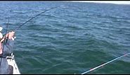 How to Catch Bluefish, Bigger Bluefish, and More Bluefish - Saltwater Bluefish Fishing