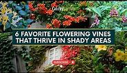 6 Favorite Flowering Vines That Thrive In Shady Spots 🌿🌸🍁 // Gardening Ideas