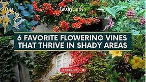 6 Favorite Flowering Vines That Thrive In Shady Spots 🌿🌸🍁 // Gardening Ideas