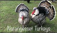 Narragansett Turkeys - A Wonderful Breed for your Homestead