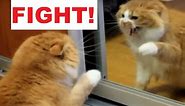 Angry Cat Fight Mirror