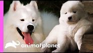 Fussy Samoyed Puppy Makes An Unlikely New Best Friend | Too Cute!