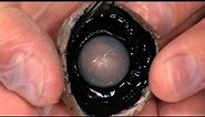 Detailed Cow Eye Dissection: Part II (Jr. High, High School and College Review)