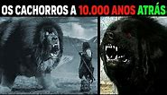 O Maior Cachorro do Mundo - COMO ERAM OS CACHORROS 10.000 ANOS ATRÁS?