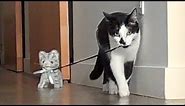 Cat Walking Kitten!