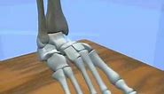 Ankle & Subtalar Joint Motion Function Explained Biomechanic of the Foot - Pronation & Supination