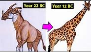 Evolution of the Giraffe 25 - 12 BC | History of Giraffe (Giraffa), Documentary video