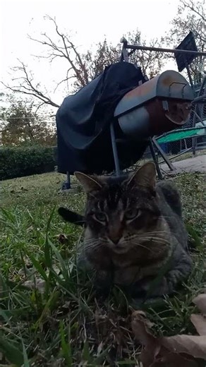 Nobody Knows What A Person Struggling On (Meow & Subscribe)