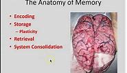 Anatomy of Memory part 1- Encoding, storage, retrieval