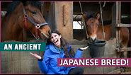 Riding the Kiso Horse in Japan!