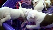 Cutest Brown-White Pitbull Puppies