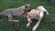 Cheetah-Dog Friendship Isn't As Strange As It Sounds