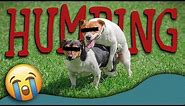 Why Do Dogs Hump? (Dog Humping Explained) | How to Stop Dog Humping
