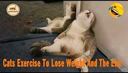 Exercise cats! OMG! Funny moments when cats like sports to improve their health! Love cats
