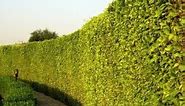 How To Create A Natural Privacy Wall FAST.