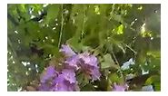 Thunbergia grandiflora- Blue Trumpet Vine
