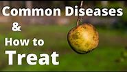 10 Common Apple Tree Diseases and How to Treat Them