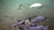 First video of living giant deep-sea 'shrimp'