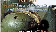 ENTO 311: Lec 11 Pests of Cotton Crop and Their Management
