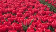 Tulips field in Holland . . . . #tulip #tulipsinholland #tulips #tulipseason #tulipfestival #tulipfield #spring #springtime #springiscoming #frühling #frühlingsgefühle #holland #netherlands🇳🇱 #visitnetherlands #bucketlist #bucketlistadventures #travelphotography #travelgram #travel #travelblogger #photography #photooftheday #red #flevoland #keukenhof #garden | The amazing places