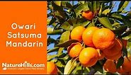 Owari Satsuma Mandarin | NatureHills.com