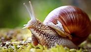 The 9 Largest Snails In The World