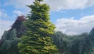 Picea orientalis 'Firefly' Garden size:6’H x 4’W Growth Rate: 3-6″/year Iseli Introduction