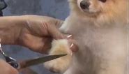 How to Create a Boo Trim on a Pet Pomeranian