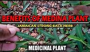 Benefits of Jamaican Medina Herb (Strong Back) | Medicinal Plant Series