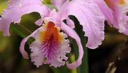 Cattleya Trianae Orchid: The National Flower of Colombia