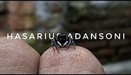 Hasarius adansoni | Jumping spider 🕷️