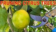 How To PRUNE CITRUS Trees: COMPLETE GUIDE To Pruning Citrus Trees