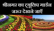 Tulip Garden Kashmir 2024 | Asia's Largest Tulip Garden | Beautiful Gardens of Kashmir - Srinagar