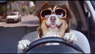 Free funny Stock Videos/a dog driving