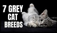 7 Grey Cat Breeds